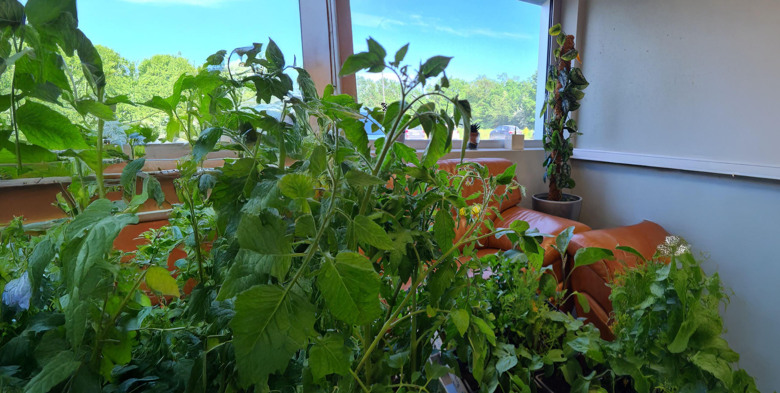 Commande de plants au bureau, avant la livraison en entreprise et dans les quartiers auprès des adhérents !
